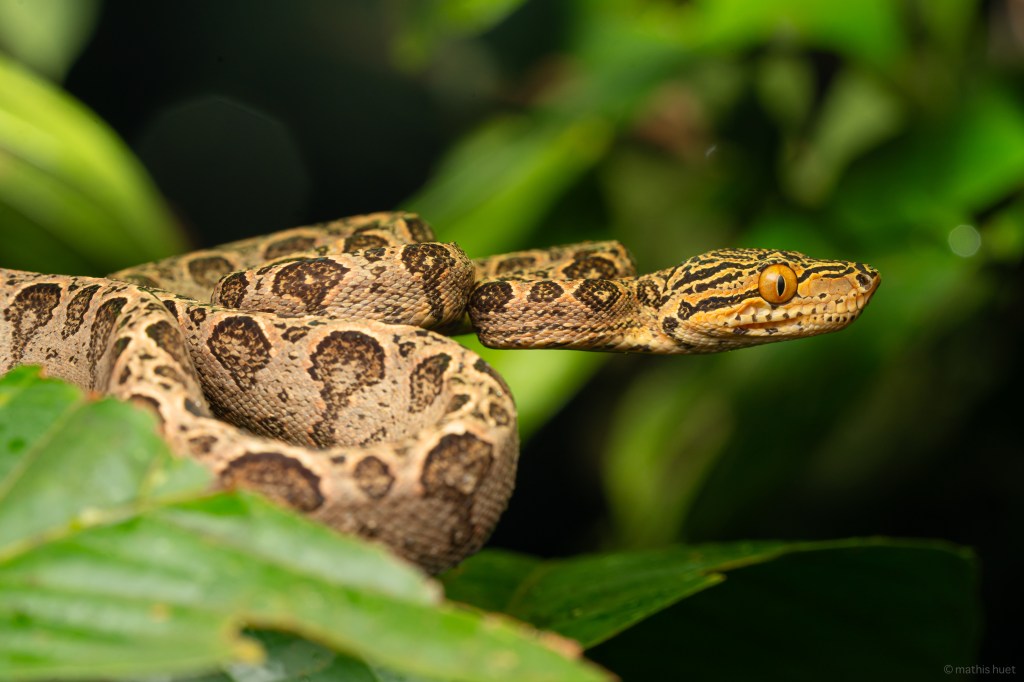 Boa d'amazonie non venimeux. 